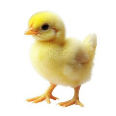 Fototapeta premium cute. fluffy yellow chick standing upright against a plain white background its bright appearance and soft feathers evoke feelings of warmth and innocence. making it suitable for children's content. e