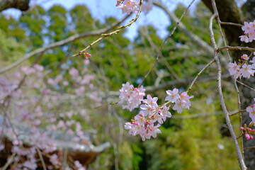 日本の春に咲く桜