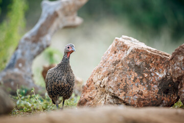 Swainson's Spurfowl walking front view ground level in Greater Kruger National park, South Africa ; Specie Pternistis swainsonii family of Phasianidae