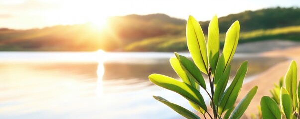 Discover the Tranquil Beauty of Wetland Habitats A Serene Oasis Supporting Rich Biodiversity and Abundant Water Resources Explore the peaceful landscapes, thriving ecosystems, and the vital role of