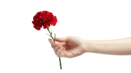 a hand is gently holding a single vibrant red carnation flower against a white background. symbolizing beauty. love. or appreciation a sense of care and tenderness. making it suitable for themes of ro