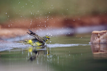 Yellow fronted Canary bathing and shaking in waterhole in Greater Kruger National park, South Africa ; Specie Crithagra mozambica family of Fringillidae