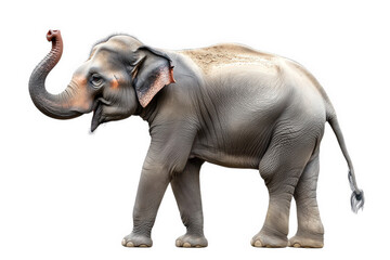 Fototapeta premium a realistic depiction of an elephant standing upright. showcasing its large ears. trunk raised in a playful manner. and a textured skin the majestic and gentle nature of elephants. suitable for educat