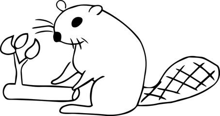 The beaver sits on its hind legs, leaning on its tail and holding a tree branch with its front paws