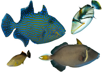 Triggerfish Collection From Waters Around The World – Isolated PNG with Transparent Background