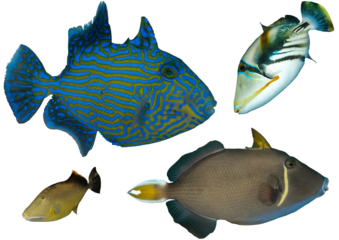 Triggerfish Collection From Waters Around The World – Isolated PNG with Transparent Background
