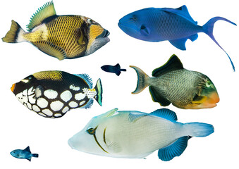 Triggerfish Collection From Waters Around The World – Isolated PNG with Transparent Background