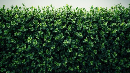 Lush Green Foliage Hedge Background for Natural Minimalist Decor