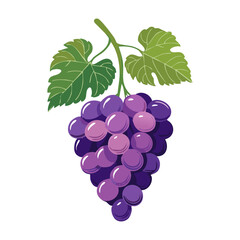 Grapes on a branch with leaves vector illustration. Image of berries on a branch in cartoon style for packaging and design.