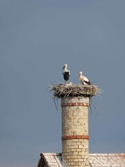 Storch