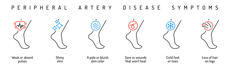 Vascular health. PAD early detection. Blood vessels disease.