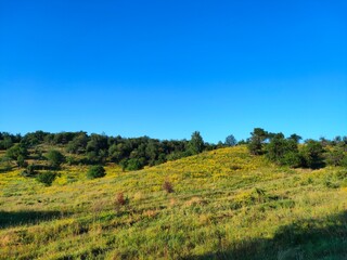 Fototapeta premium Green field with trees