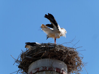 Störche im Nest auf Kamin