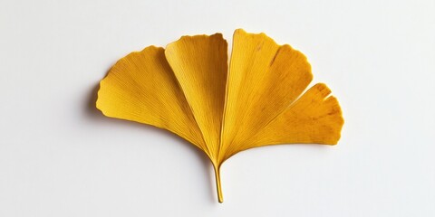 Naklejka premium Yellow ginkgo leaf displaying vibrant autumn hues centered on a clean white background with intricate veining and textured surface