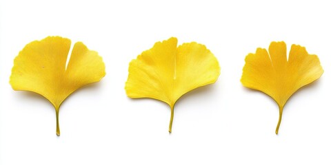 Naklejka premium Three vibrant yellow ginkgo leaves arranged symmetrically on a clean white background, showcasing their unique shapes and textures.