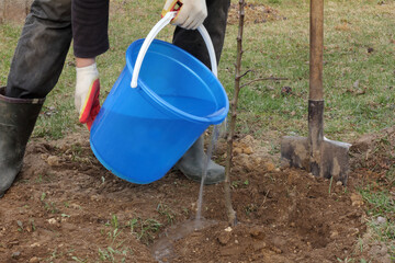 bucket of water in hands of gardener watering tree seedling. garden care in spring