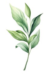Fototapeta premium Botanical leaf plant herbs white background