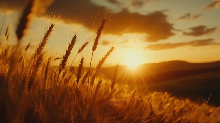 Golden Wheat Field Sunset Landscape
