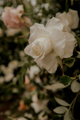 A close up of a bush with beautiful white roses and green leaves