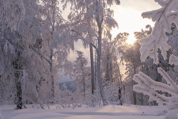 Winter snow-covered trees in the Ural mountains