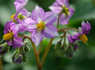Fototapeta premium Potato in bloom. Pink potato flowers bloom in a farmer's field. Selective focus