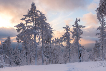 Winter snow-covered trees in the Ural mountains