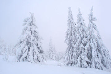 Snow-covered fir trees in the fog in the mountains of the Southern Urals