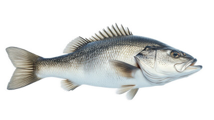 realistic depiction of a fish. specifically a bass. showcasing its detailed anatomy and vibrant colors against a neutral background the purpose is likely educational or illustrative. highlighting the