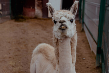 Obraz premium A white llama stands in a fenced area, looking at the camera