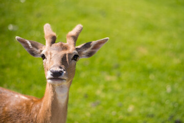 young shy fallow deer playing in the green meadow