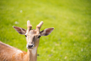 young shy fallow deer playing in the green meadow