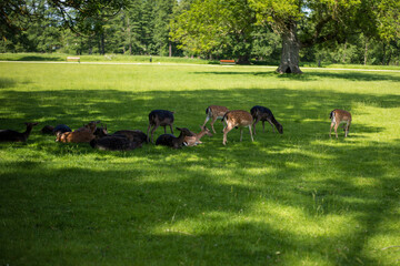 young shy fallow deer playing in the green meadow
