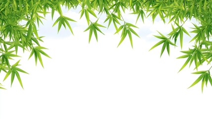 Lush bamboo border, white background, sky backdrop, design element