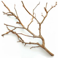 Intricate network of a dry tree branch, highlighting the complex structure of nature's wooden architecture