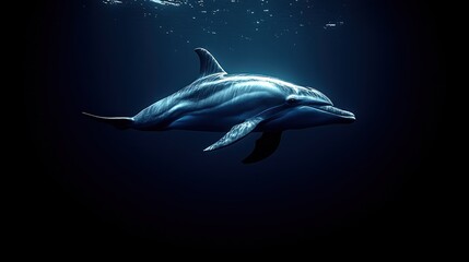Fototapeta premium Dolphin swimming underwater, dark ocean, bubbles, wildlife, nature documentary