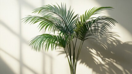 Obraz premium Indoor palm plant, sunlight, shadows, minimalist wall, home decor