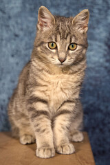 Professional photo shoot capturing the elegance and charm of a gray tabby cat. Set against a uniform background, this versatile image is ideal for editorials, advertising, and visual storytelling. Pho