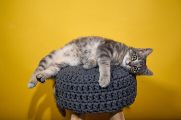 Professional photo shoot capturing the elegance and charm of a gray tabby cat. Set against a...