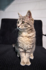 Professional photo shoot capturing the elegance and charm of a gray tabby cat. Set against a uniform background, this versatile image is ideal for editorials, advertising, and visual storytelling. Pho