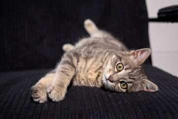 Professional photo shoot capturing the elegance and charm of a gray tabby cat. Set against a...