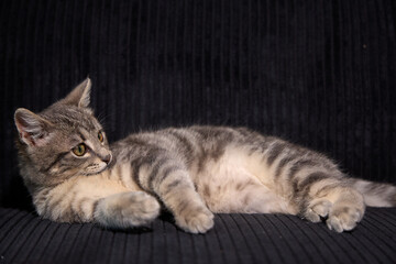 Professional photo shoot capturing the elegance and charm of a gray tabby cat. Set against a...