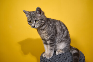 Professional photo shoot capturing the elegance and charm of a gray tabby cat. Set against a uniform background, this versatile image is ideal for editorials, advertising, and visual storytelling. Pho