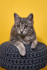 Professional photo shoot capturing the elegance and charm of a gray tabby cat. Set against a uniform background, this versatile image is ideal for editorials, advertising, and visual storytelling. Pho