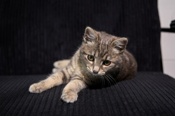 Professional photo shoot capturing the elegance and charm of a gray tabby cat. Set against a...