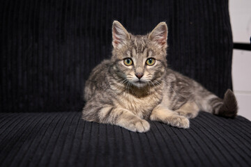 Professional photo shoot capturing the elegance and charm of a gray tabby cat. Set against a...