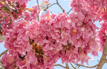 Stunning Purple Ipe Blossoms – A Symbol of Brazilian Nature