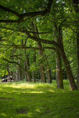 Fototapeta premium rays of the sun break through the green oak forest foliage in the backyard park of a medieval castle in spring
