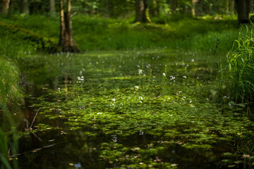 wild ducks in the clean transparent waters of the medieval castle pond covered with water lilies