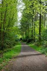 Rossmore Forest park, Monaghan, Ireland