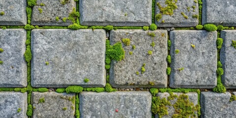 Obraz premium A textured stone pathway featuring vibrant green moss growing between the gray paving stones